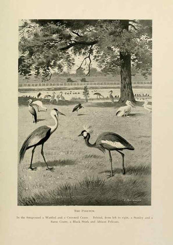 Reproducción/Reproduction 8076814392: Lord Lilford on birds:. London,Hutchinson,1903.