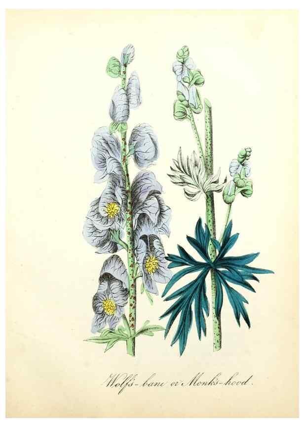 Reproducción/Reproduction 8079588459: The American flora :. New York :Hull & Spencer,1855.