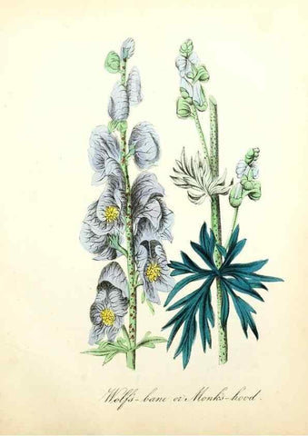 Reproducción/Reproduction 8079588459: The American flora :. New York :Hull & Spencer,1855.