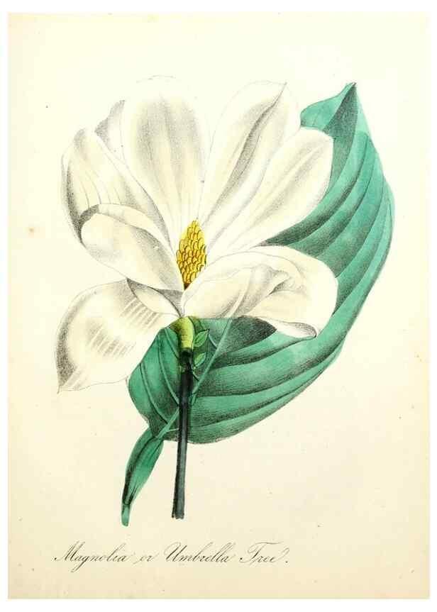 Reproducción/Reproduction 8079589055: The American flora :. New York :Hull & Spencer,1855.