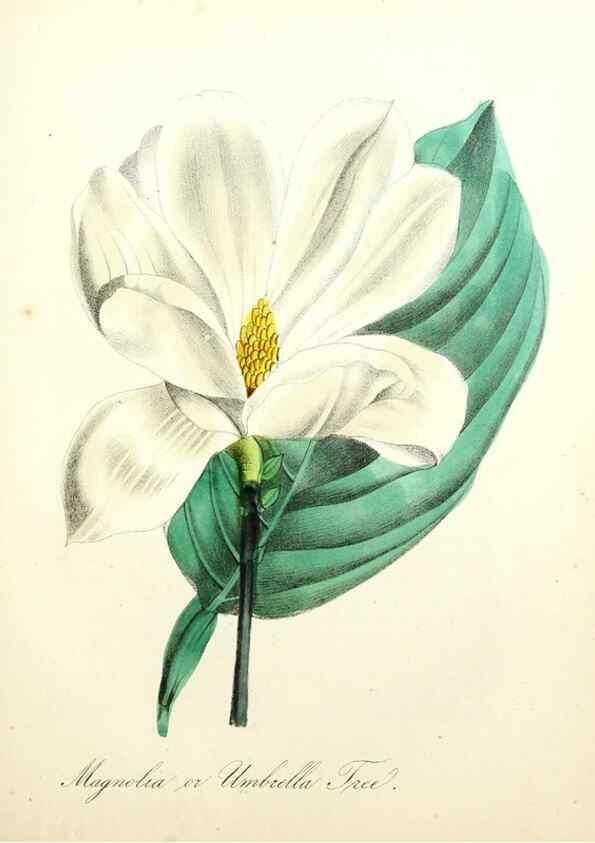 Reproducción/Reproduction 8079589055: The American flora :. New York :Hull & Spencer,1855.