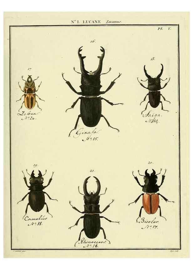 Reproducción/Reproduction 8112649748: Entomologie, ou, Histoire naturelle des insectes :. A Paris :De l'Imprimerie de Baudoin,1789-1808.