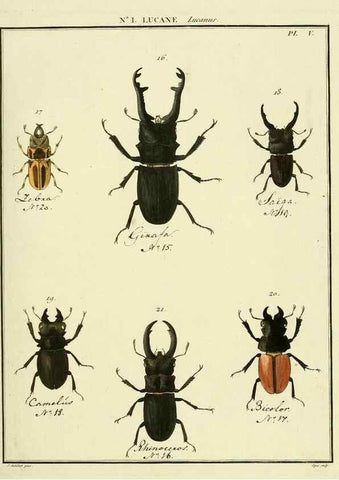 Reproducción/Reproduction 8112649748: Entomologie, ou, Histoire naturelle des insectes :. A Paris :De l'Imprimerie de Baudoin,1789-1808.