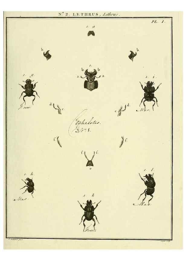 Reproducción/Reproduction 8112650410: Entomologie, ou, Histoire naturelle des insectes :. A Paris :De l'Imprimerie de Baudoin,1789-1808.