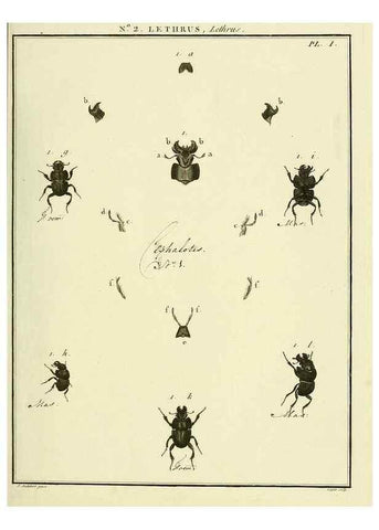 Reproducción/Reproduction 8112650410: Entomologie, ou, Histoire naturelle des insectes :. A Paris :De l'Imprimerie de Baudoin,1789-1808.