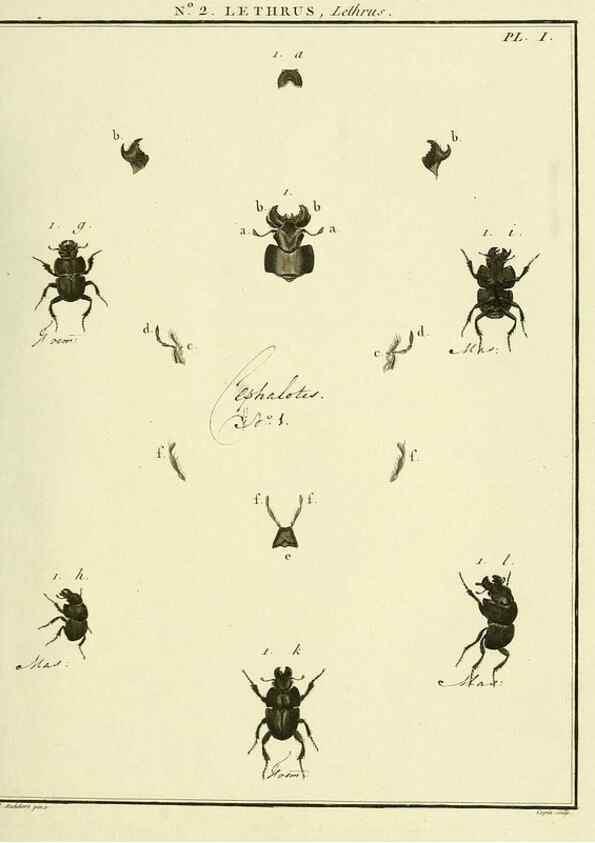 Reproducción/Reproduction 8112650410: Entomologie, ou, Histoire naturelle des insectes :. A Paris :De l'Imprimerie de Baudoin,1789-1808.