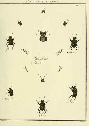 Reproducción/Reproduction 8112650410: Entomologie, ou, Histoire naturelle des insectes :. A Paris :De l'Imprimerie de Baudoin,1789-1808.