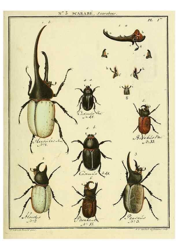 Reproducción/Reproduction 8112650870: Entomologie, ou, Histoire naturelle des insectes :. A Paris :De l'Imprimerie de Baudoin,1789-1808.