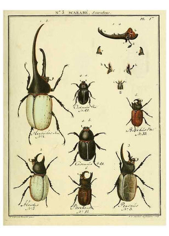 Reproducción/Reproduction 8112650870: Entomologie, ou, Histoire naturelle des insectes :. A Paris :De l'Imprimerie de Baudoin,1789-1808.