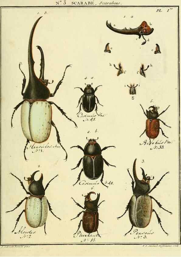 Reproducción/Reproduction 8112650870: Entomologie, ou, Histoire naturelle des insectes :. A Paris :De l'Imprimerie de Baudoin,1789-1808.