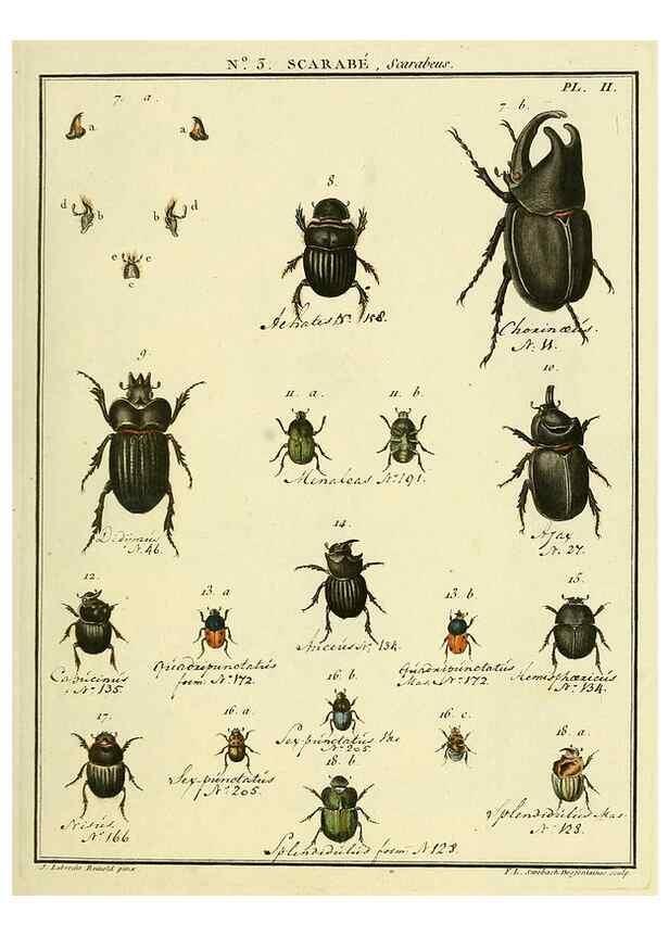 Reproducción/Reproduction 8112651410: Entomologie, ou, Histoire naturelle des insectes :. A Paris :De l'Imprimerie de Baudoin,1789-1808.