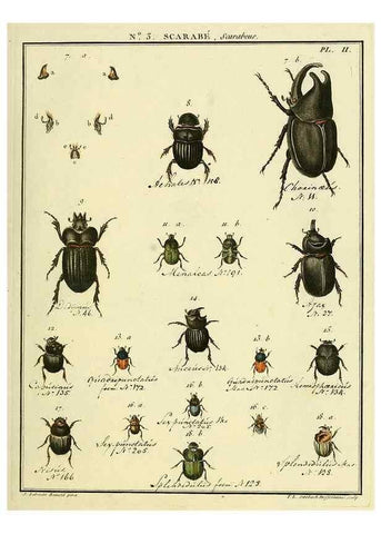 Reproducción/Reproduction 8112651410: Entomologie, ou, Histoire naturelle des insectes :. A Paris :De l'Imprimerie de Baudoin,1789-1808.