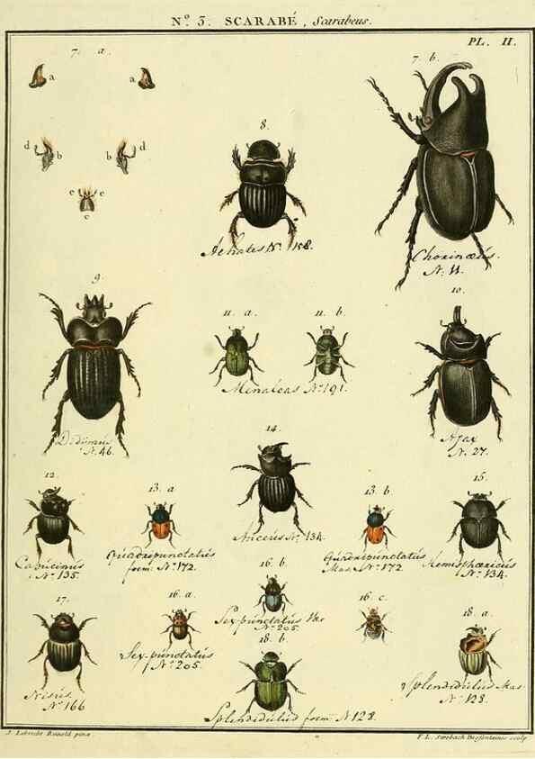 Reproducción/Reproduction 8112651410: Entomologie, ou, Histoire naturelle des insectes :. A Paris :De l'Imprimerie de Baudoin,1789-1808.