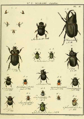 Reproducción/Reproduction 8112651410: Entomologie, ou, Histoire naturelle des insectes :. A Paris :De l'Imprimerie de Baudoin,1789-1808.