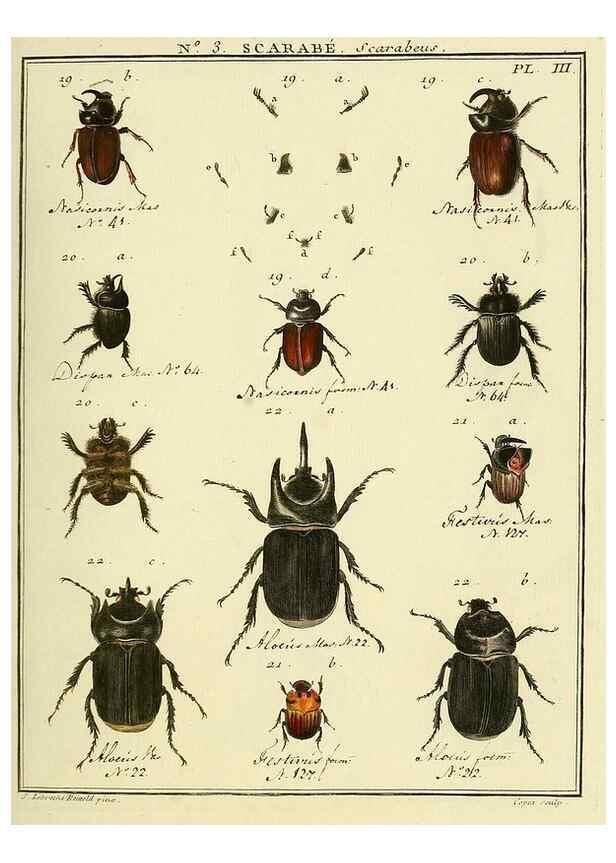 Reproducción/Reproduction 8112642319: Entomologie, ou, Histoire naturelle des insectes :. A Paris :De l'Imprimerie de Baudoin,1789-1808.