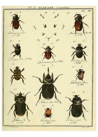 Reproducción/Reproduction 8112642319: Entomologie, ou, Histoire naturelle des insectes :. A Paris :De l'Imprimerie de Baudoin,1789-1808.