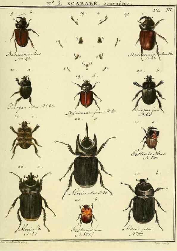 Reproducción/Reproduction 8112642319: Entomologie, ou, Histoire naturelle des insectes :. A Paris :De l'Imprimerie de Baudoin,1789-1808.