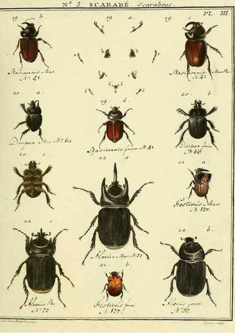 Reproducción/Reproduction 8112642319: Entomologie, ou, Histoire naturelle des insectes :. A Paris :De l'Imprimerie de Baudoin,1789-1808.