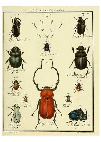 Reproducción/Reproduction 8112652190: Entomologie, ou, Histoire naturelle des insectes :. A Paris :De l'Imprimerie de Baudoin,1789-1808.