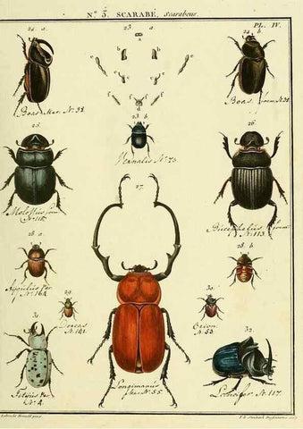 Reproducción/Reproduction 8112652190: Entomologie, ou, Histoire naturelle des insectes :. A Paris :De l'Imprimerie de Baudoin,1789-1808.