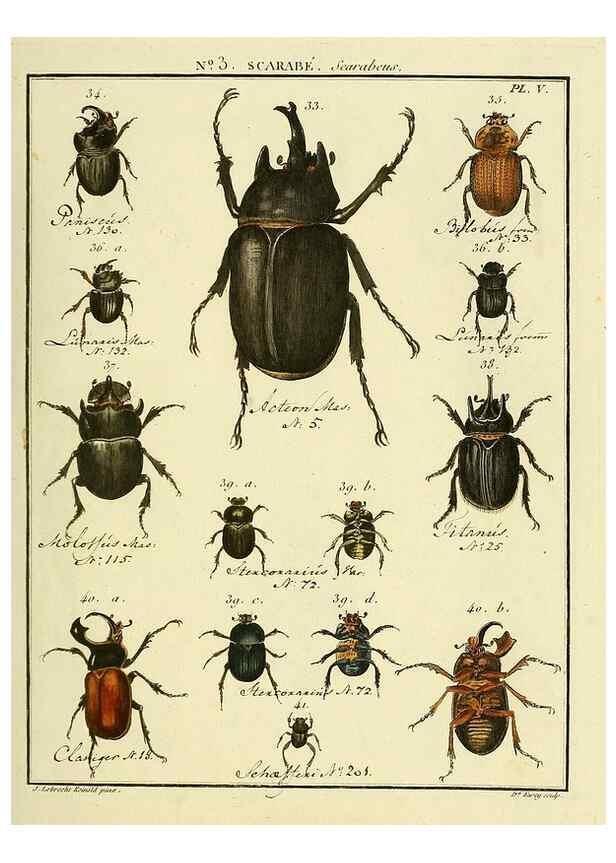 Reproducción/Reproduction 8112643133: Entomologie, ou, Histoire naturelle des insectes :. A Paris :De l'Imprimerie de Baudoin,1789-1808.
