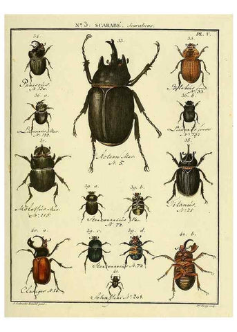 Reproducción/Reproduction 8112643133: Entomologie, ou, Histoire naturelle des insectes :. A Paris :De l'Imprimerie de Baudoin,1789-1808.