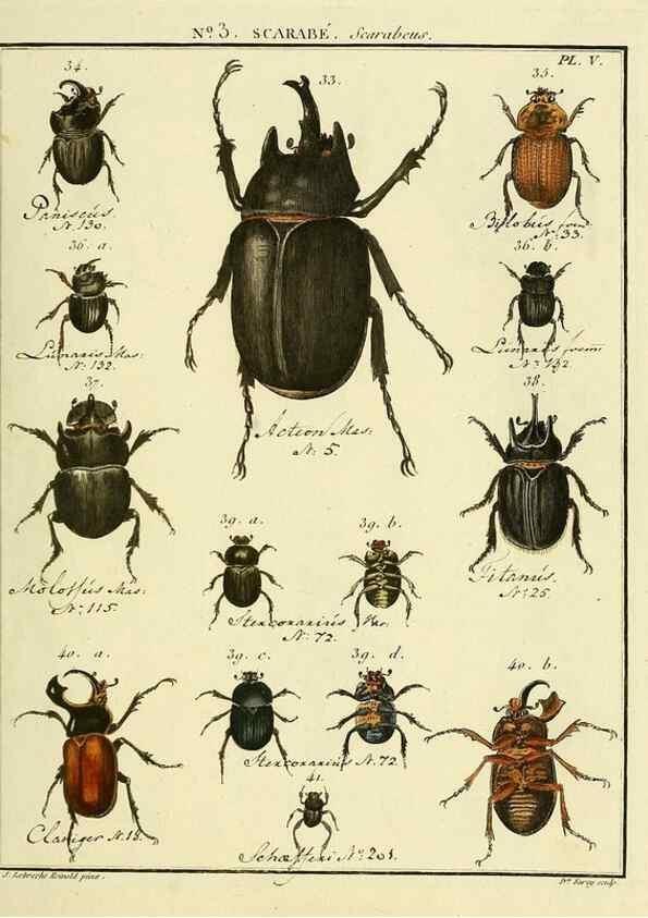 Reproducción/Reproduction 8112643133: Entomologie, ou, Histoire naturelle des insectes :. A Paris :De l'Imprimerie de Baudoin,1789-1808.