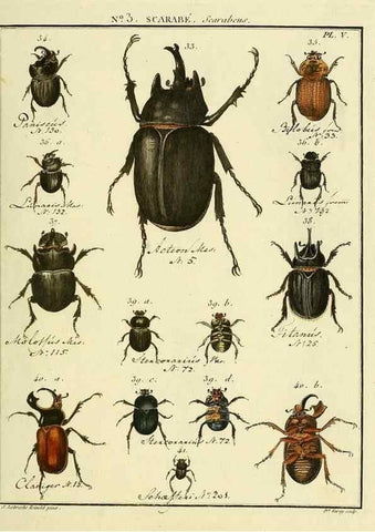 Reproducción/Reproduction 8112643133: Entomologie, ou, Histoire naturelle des insectes :. A Paris :De l'Imprimerie de Baudoin,1789-1808.
