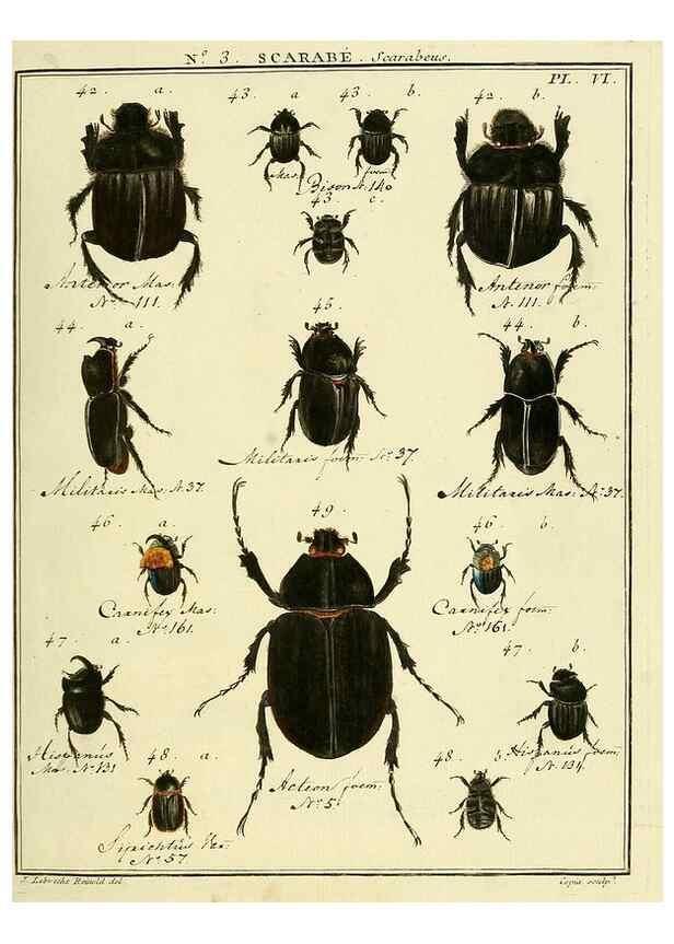 Reproducción/Reproduction 8112653072: Entomologie, ou, Histoire naturelle des insectes :. A Paris :De l'Imprimerie de Baudoin,1789-1808.