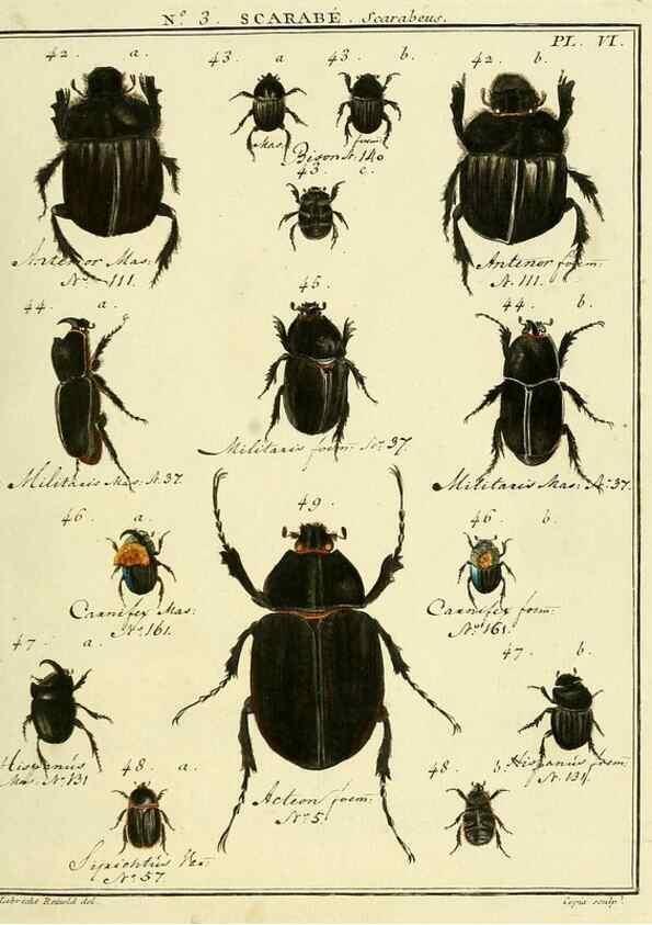Reproducción/Reproduction 8112653072: Entomologie, ou, Histoire naturelle des insectes :. A Paris :De l'Imprimerie de Baudoin,1789-1808.