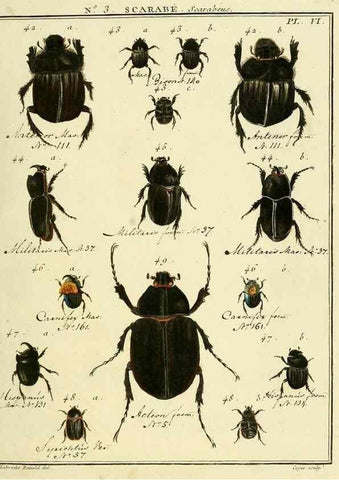Reproducción/Reproduction 8112653072: Entomologie, ou, Histoire naturelle des insectes :. A Paris :De l'Imprimerie de Baudoin,1789-1808.