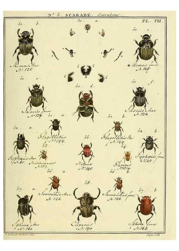 Reproducción/Reproduction 8112653468: Entomologie, ou, Histoire naturelle des insectes :. A Paris :De l'Imprimerie de Baudoin,1789-1808.