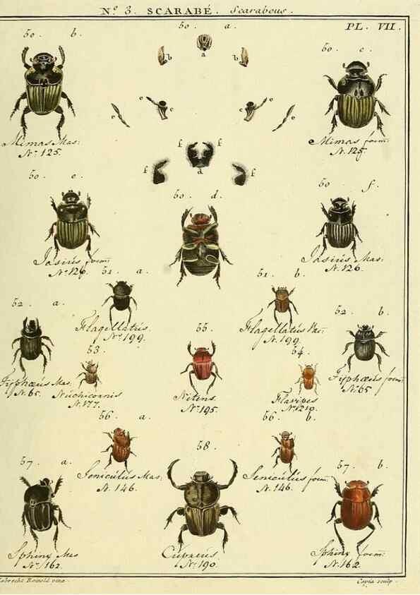 Reproducción/Reproduction 8112653468: Entomologie, ou, Histoire naturelle des insectes :. A Paris :De l'Imprimerie de Baudoin,1789-1808.