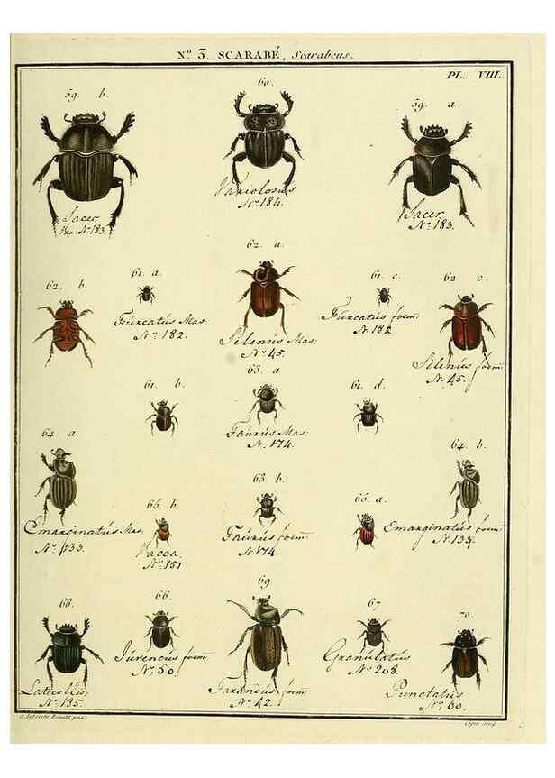 Reproducción/Reproduction 8112654048: Entomologie, ou, Histoire naturelle des insectes :. A Paris :De l'Imprimerie de Baudoin,1789-1808.