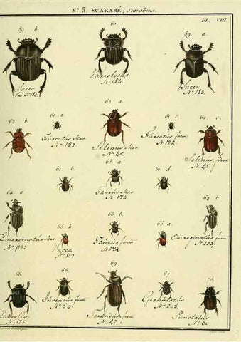 Reproducción/Reproduction 8112654048: Entomologie, ou, Histoire naturelle des insectes :. A Paris :De l'Imprimerie de Baudoin,1789-1808.