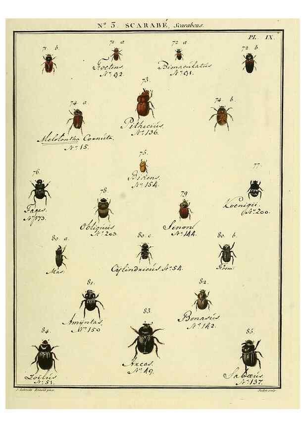 Reproducción/Reproduction 8112654566: Entomologie, ou, Histoire naturelle des insectes :. A Paris :De l'Imprimerie de Baudoin,1789-1808.