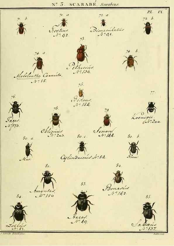 Reproducción/Reproduction 8112654566: Entomologie, ou, Histoire naturelle des insectes :. A Paris :De l'Imprimerie de Baudoin,1789-1808.