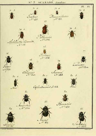 Reproducción/Reproduction 8112654566: Entomologie, ou, Histoire naturelle des insectes :. A Paris :De l'Imprimerie de Baudoin,1789-1808.
