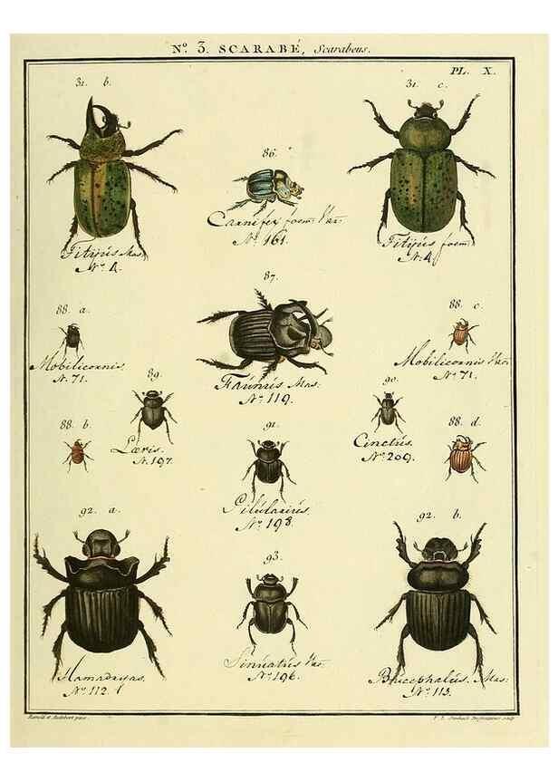Reproducción/Reproduction 8112655056: Entomologie, ou, Histoire naturelle des insectes :. A Paris :De l'Imprimerie de Baudoin,1789-1808.