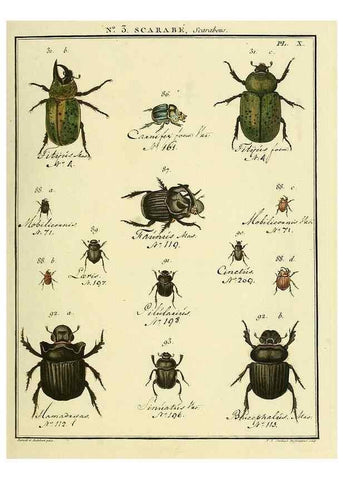 Reproducción/Reproduction 8112655056: Entomologie, ou, Histoire naturelle des insectes :. A Paris :De l'Imprimerie de Baudoin,1789-1808.