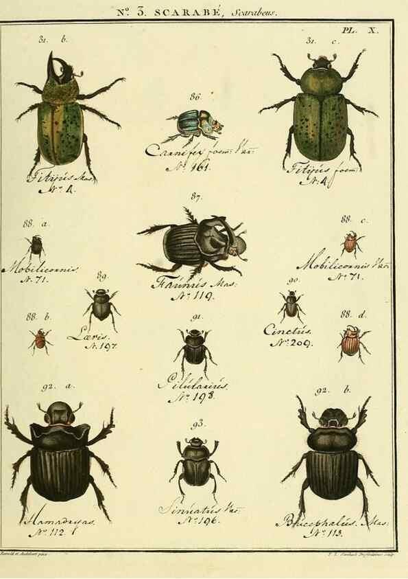 Reproducción/Reproduction 8112655056: Entomologie, ou, Histoire naturelle des insectes :. A Paris :De l'Imprimerie de Baudoin,1789-1808.