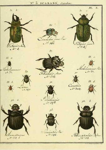 Reproducción/Reproduction 8112655056: Entomologie, ou, Histoire naturelle des insectes :. A Paris :De l'Imprimerie de Baudoin,1789-1808.