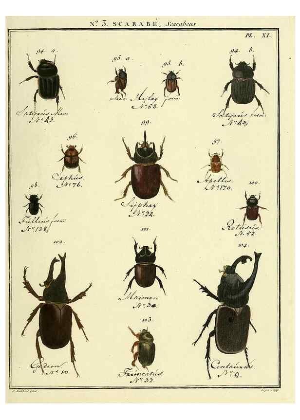 Reproducción/Reproduction 8112655426: Entomologie, ou, Histoire naturelle des insectes :. A Paris :De l'Imprimerie de Baudoin,1789-1808.