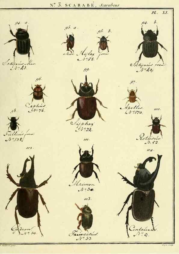 Reproducción/Reproduction 8112655426: Entomologie, ou, Histoire naturelle des insectes :. A Paris :De l'Imprimerie de Baudoin,1789-1808.