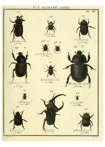 Reproducción/Reproduction 8112655852: Entomologie, ou, Histoire naturelle des insectes :. A Paris :De l'Imprimerie de Baudoin,1789-1808.