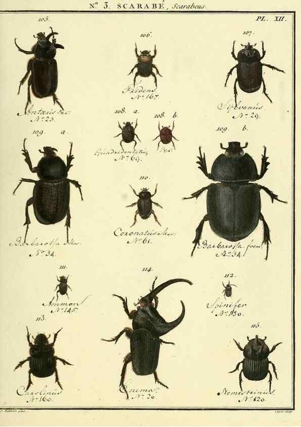 Reproducción/Reproduction 8112655852: Entomologie, ou, Histoire naturelle des insectes :. A Paris :De l'Imprimerie de Baudoin,1789-1808.