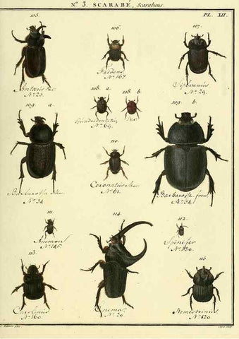 Reproducción/Reproduction 8112655852: Entomologie, ou, Histoire naturelle des insectes :. A Paris :De l'Imprimerie de Baudoin,1789-1808.