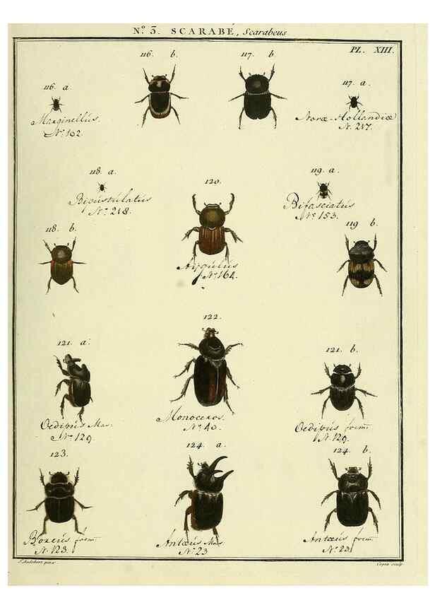 Reproducción/Reproduction 8112656288: Entomologie, ou, Histoire naturelle des insectes :. A Paris :De l'Imprimerie de Baudoin,1789-1808.