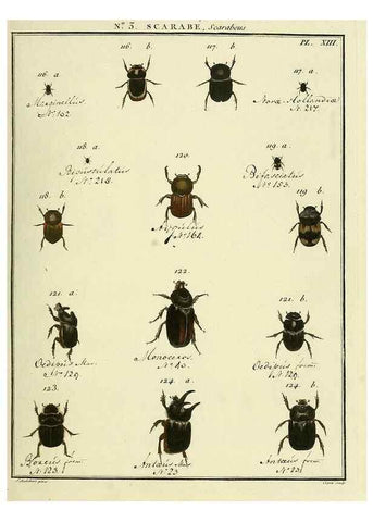 Reproducción/Reproduction 8112656288: Entomologie, ou, Histoire naturelle des insectes :. A Paris :De l'Imprimerie de Baudoin,1789-1808.