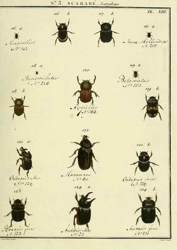 Reproducción/Reproduction 8112656288: Entomologie, ou, Histoire naturelle des insectes :. A Paris :De l'Imprimerie de Baudoin,1789-1808.